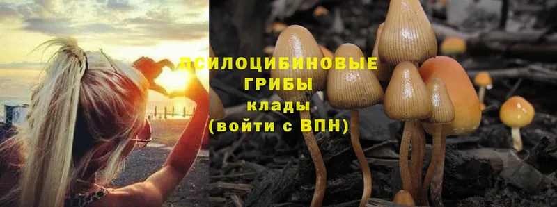 кракен ссылки  Саров  Псилоцибиновые грибы Psilocybe 